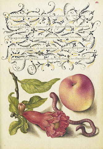 Mira calligraphiae monumenta fol. 83. Pomegranate, Worm, and Peach, from the "Mira calligraphiae monumenta" by Joris Hoefnagel, illuminator; and Georg Bocskay, scribe. Illumination 1591-1596, script 1561-1562. The J. Paul Getty Museum, MS. 20, FOL. 83. Image © 2013, The J. Paul Getty Trust. All rights reserved.