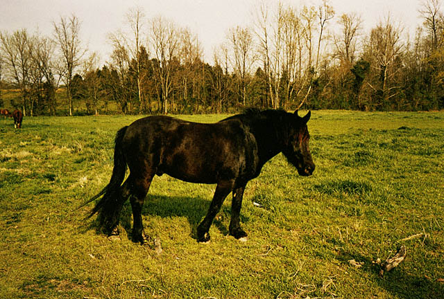 Tennessee / Eggleston