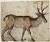 Study of a Stag / Cranach the Elder