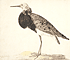 Standing Ruff / Veen