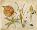 Flowers & Beetles / Hoffmann