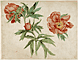 Studies of Peonies / Schongauer