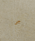 Watermark