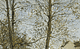 Overpainting in branches