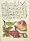 Pomegranate / Hoefnagel