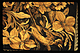 Bird in marquetry