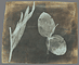 Leaves of Orchidea / Talbot