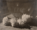 Chrysanthemums / G Seeley