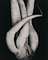 White Radish / E. Weston