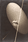 Photogram / Moholy-Nagy