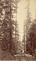 Big Tree Station / Jackson