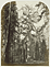 Mariposa Grove / C. Watkins