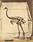 Dinornis / Fenton