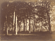 Trees & Pathways / Le Gray