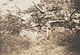 Gnarled Oak Tree / Le Gray