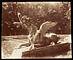 Dragon / Atget