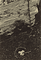 Historic Plot / Alvarez Bravo