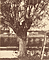 Tree / Blanquart-Evrard