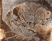 Sieve / Teske