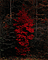Red Tree / Porter