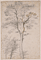 Three Studies of Trees / Fra Bartolommeo