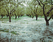 Almond Trees / Beahan & McPhee