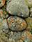 Lichens on Stones / Porter
