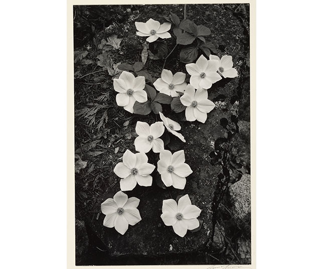 Dogwood Blossoms, Yosemite National Park