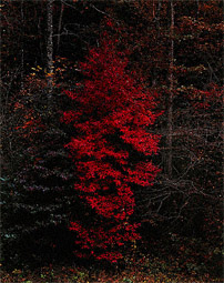 Red Tree, Great Smoky Mountains National Park, / Porter
