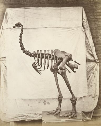 Dinornis Elephantopus / Fenton