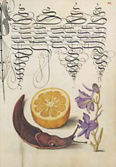 Orange, Mollusk, Larkspur / Hoefnagel