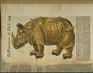 Rhinoceros / Gesner