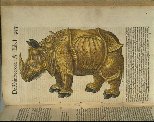 Rhinoceros / Gesner