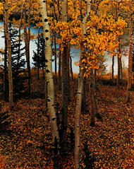 Aspens by Lake / Porter