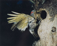 Eastern Flicker / Porter