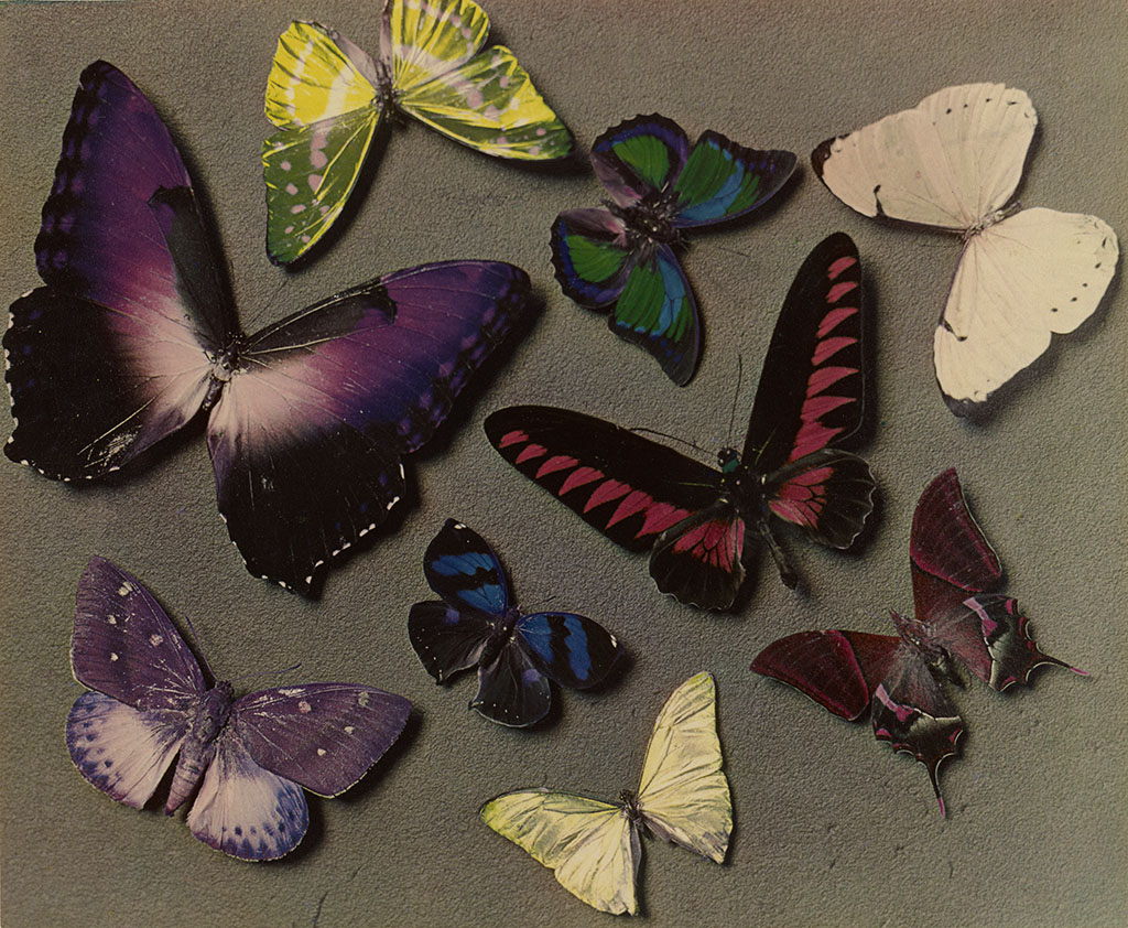 Image result for butterfly painting, getty free