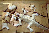 Conservation image