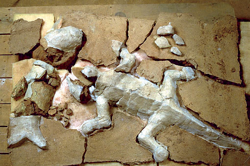 Conservation image
