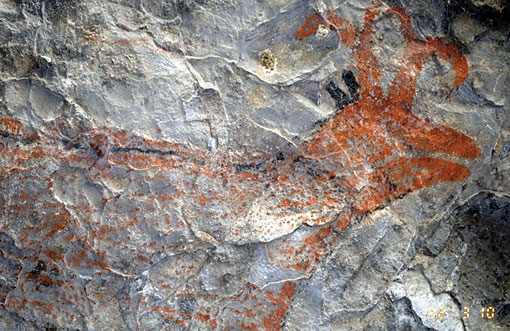 Conservation Image