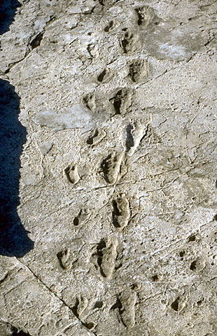 Conservation image