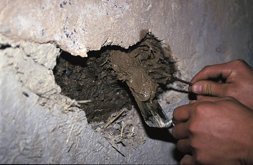 Conservation image