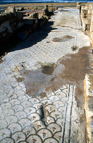Conservation image