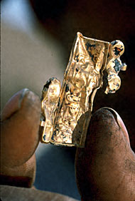 Conservation Image