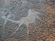 conservation image