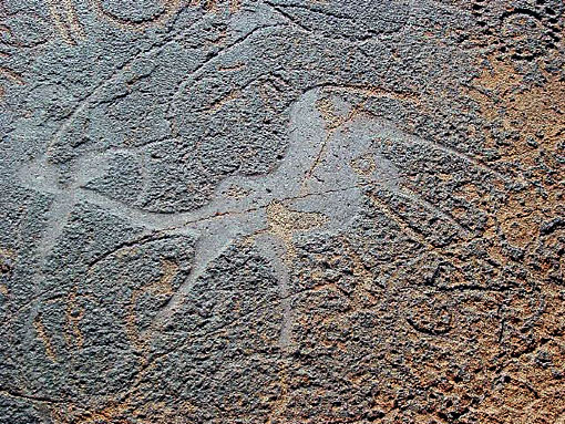 conservation image