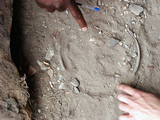 conservation image