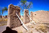 Conservation image