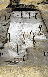 Conservation image