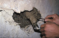 Conservation image