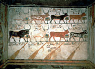 Conservation Image